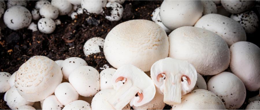 Bild 1 zum Beitrag mit dem Thema: Champignons im Keller züchten
