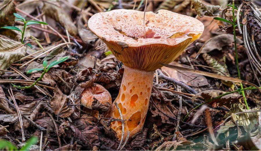 Bild 1 zum Beitrag mit dem Thema: Edel-Reizker (Lactarius deliciosus)