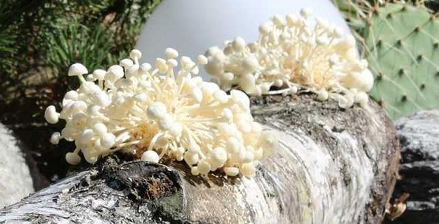 Bild 1 zum Beitrag mit dem Thema: Der Enoki Pilz