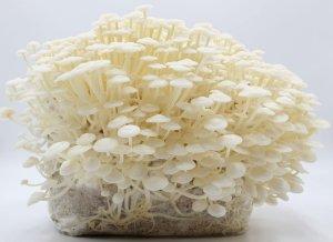 Zu sehen ist das AZ-Produktbild zu folgendem Produkt: Bio Enoki Pilzzuchtkultur XXL