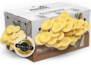 Zu sehen ist das AZ-Produktbild zu folgendem Produkt: Hawlik Pilzbrut – Limonenpilzkultur
