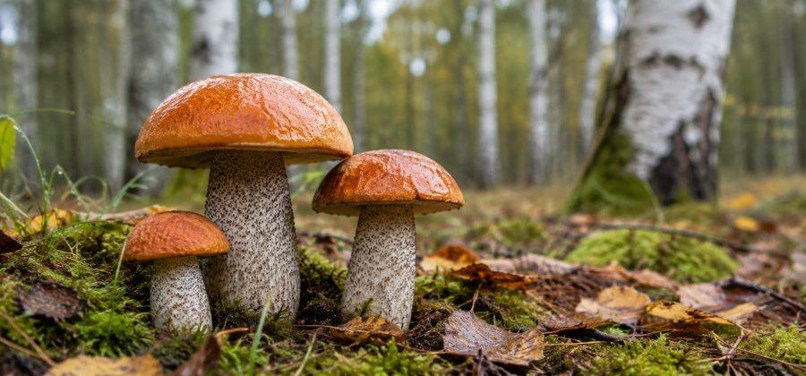 Bild 1 zum Beitrag mit dem Thema: Der Birkenpilz (Leccinum Versipelle)