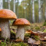 Bild 1 zum Beitrag mit dem Thema: Der Birkenpilz (Leccinum Versipelle)